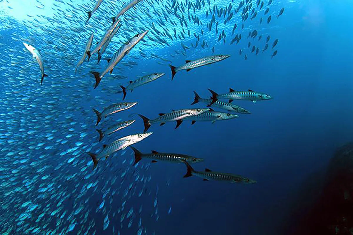 fish shoal below blue water